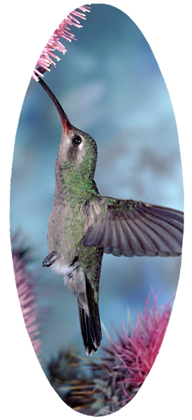 A18 Humming Bird 2